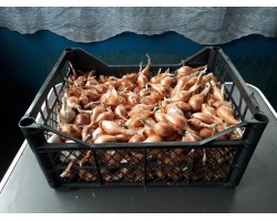 Цибуля Кущівка