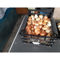 Цибуля ріпчаста