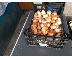 Цибуля ріпчаста