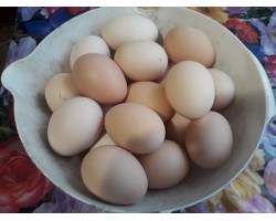 Яйця курячі ( Домашні )